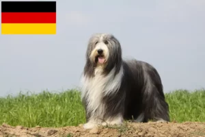 Lee más sobre el artículo Criadores de Bearded Collie y cachorros en Alemania