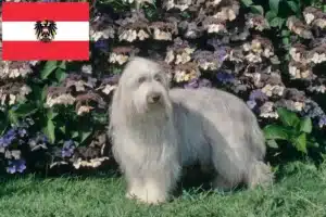 Lee más sobre el artículo Criadores de Collie Barbudo y cachorros en Austria