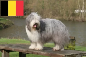 Lee más sobre el artículo Criadores de Collie Barbudo y cachorros en Bélgica