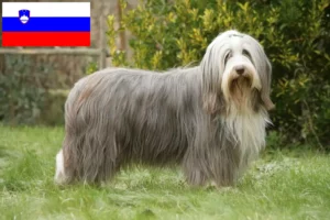 Lee más sobre el artículo Criadores de Bearded Collie y cachorros en Eslovenia