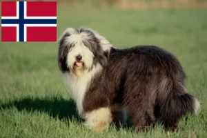 Lee más sobre el artículo Criadores de Bearded Collie y cachorros en Noruega
