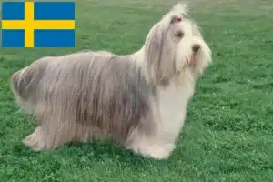 Lee más sobre el artículo Criadores de Bearded Collie y cachorros en Suecia