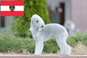 Lee más sobre el artículo Criadores y cachorros de Bedlington Terrier en Austria