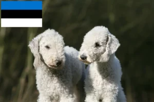 Lee más sobre el artículo Criadores y cachorros de Bedlington Terrier en Estonia