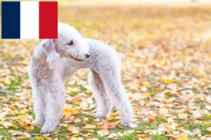 Lee más sobre el artículo Criadores y cachorros de Bedlington Terrier en Francia