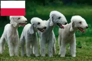 Lee más sobre el artículo Criadores y cachorros de Bedlington Terrier en Polonia