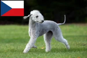 Lee más sobre el artículo Criadores y cachorros de Bedlington Terrier en la República Checa