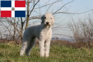 Lee más sobre el artículo Criadores y cachorros de Bedlington Terrier en República Dominicana