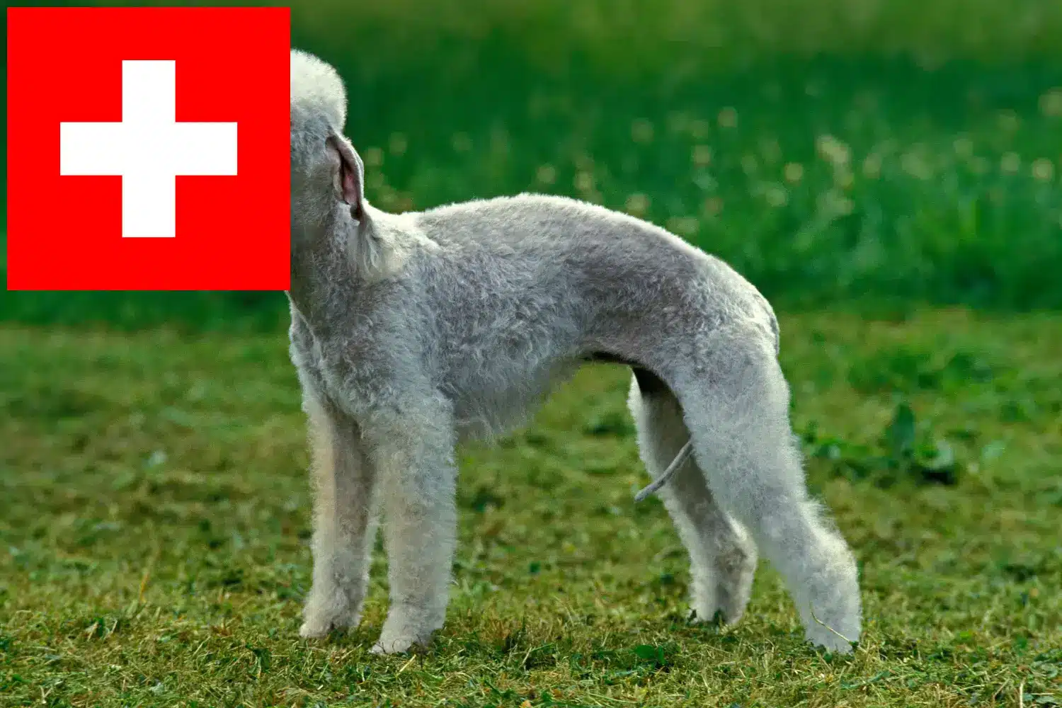 Lee más sobre el artículo Criadores y cachorros de Bedlington Terrier en Suiza