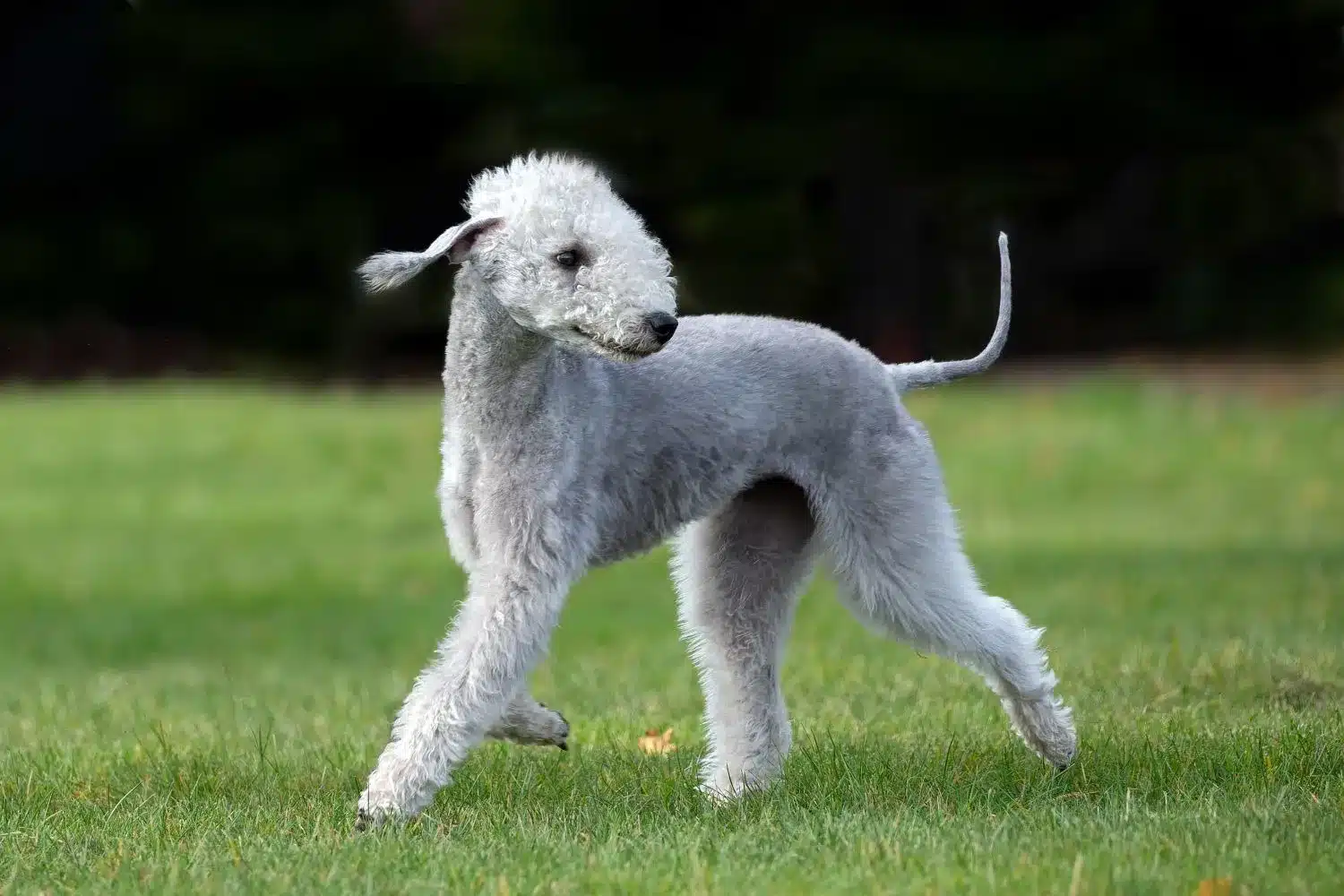 Lee más sobre el artículo Criador de Bedlington Terrier