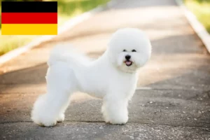 Lee más sobre el artículo Criadores de Bichon Frisé y cachorros en Alemania