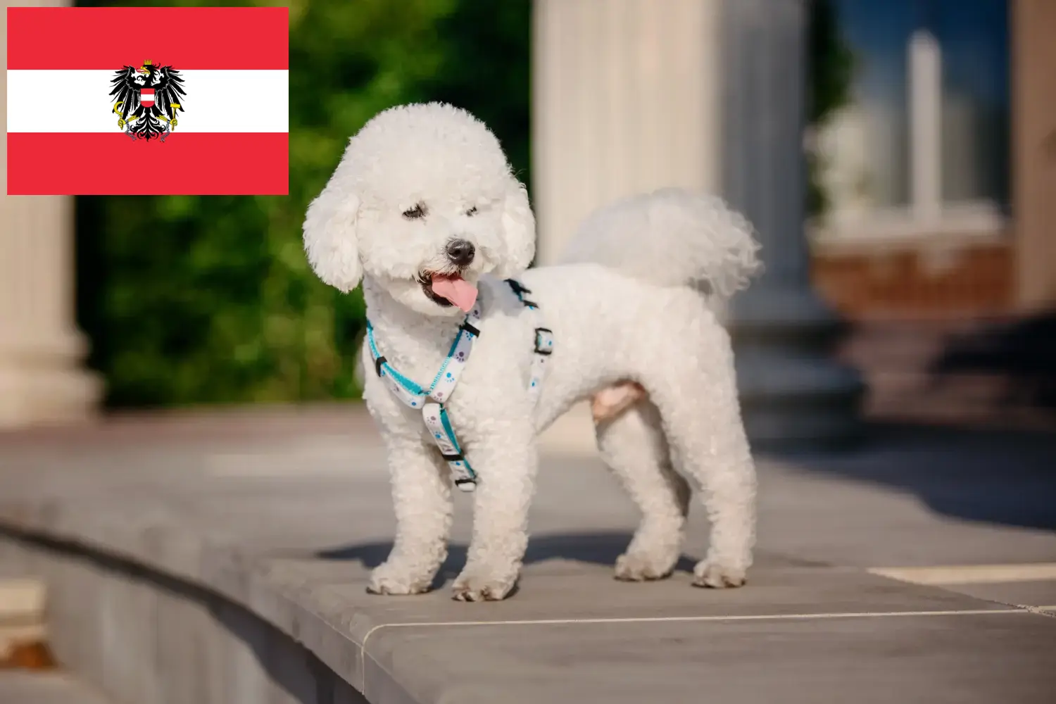 Lee más sobre el artículo Criadores de Bichon Frisé y cachorros en Austria