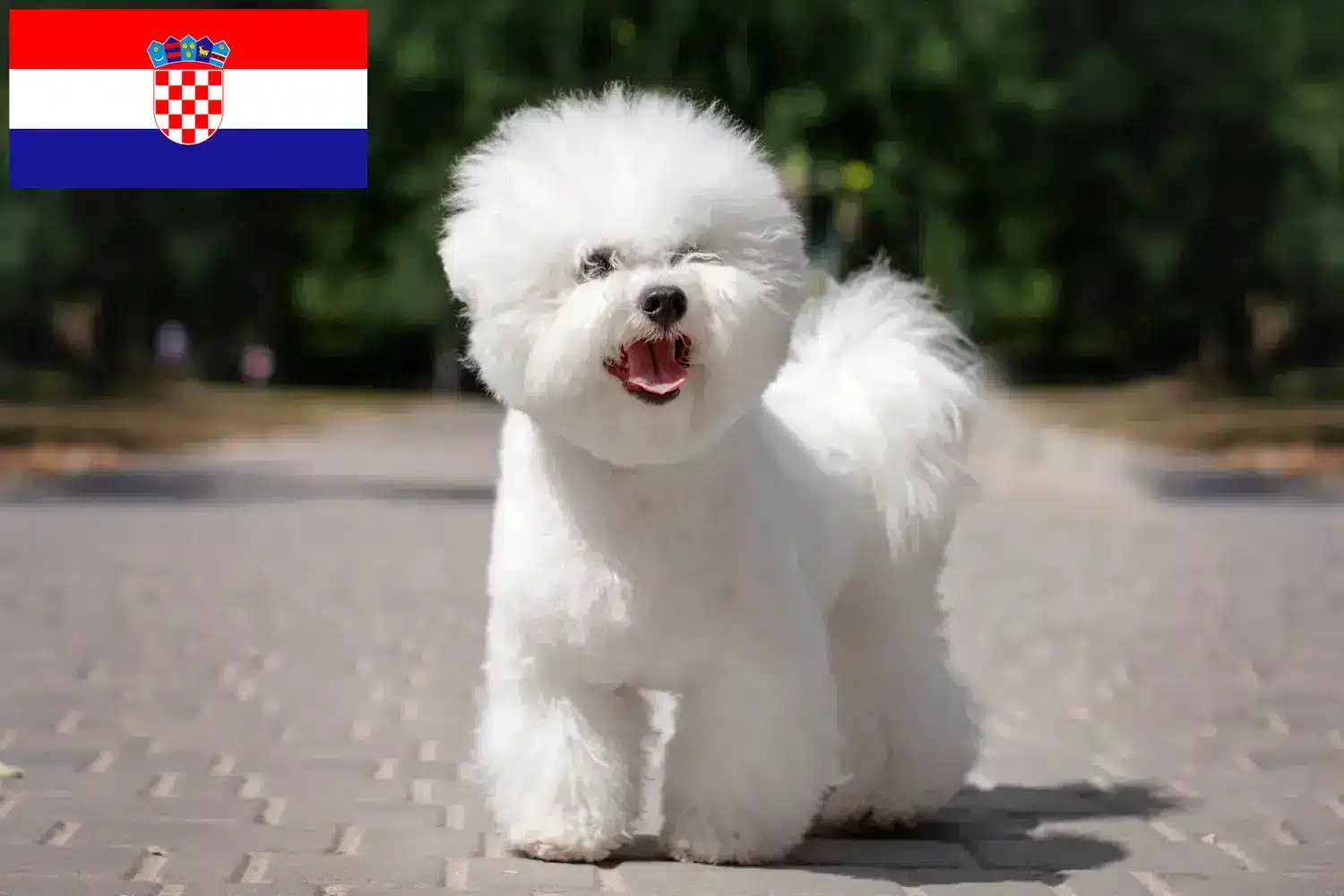 Lee más sobre el artículo Criadores de Bichon Frisé y cachorros en Croacia