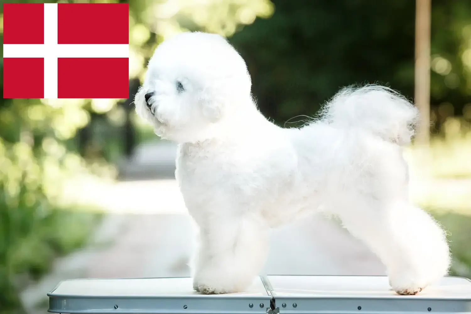 Lee más sobre el artículo Criadores de Bichon Frisé y cachorros en Dinamarca