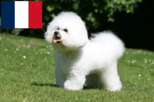 Lee más sobre el artículo Criadores y cachorros de Bichon Frisé en Francia