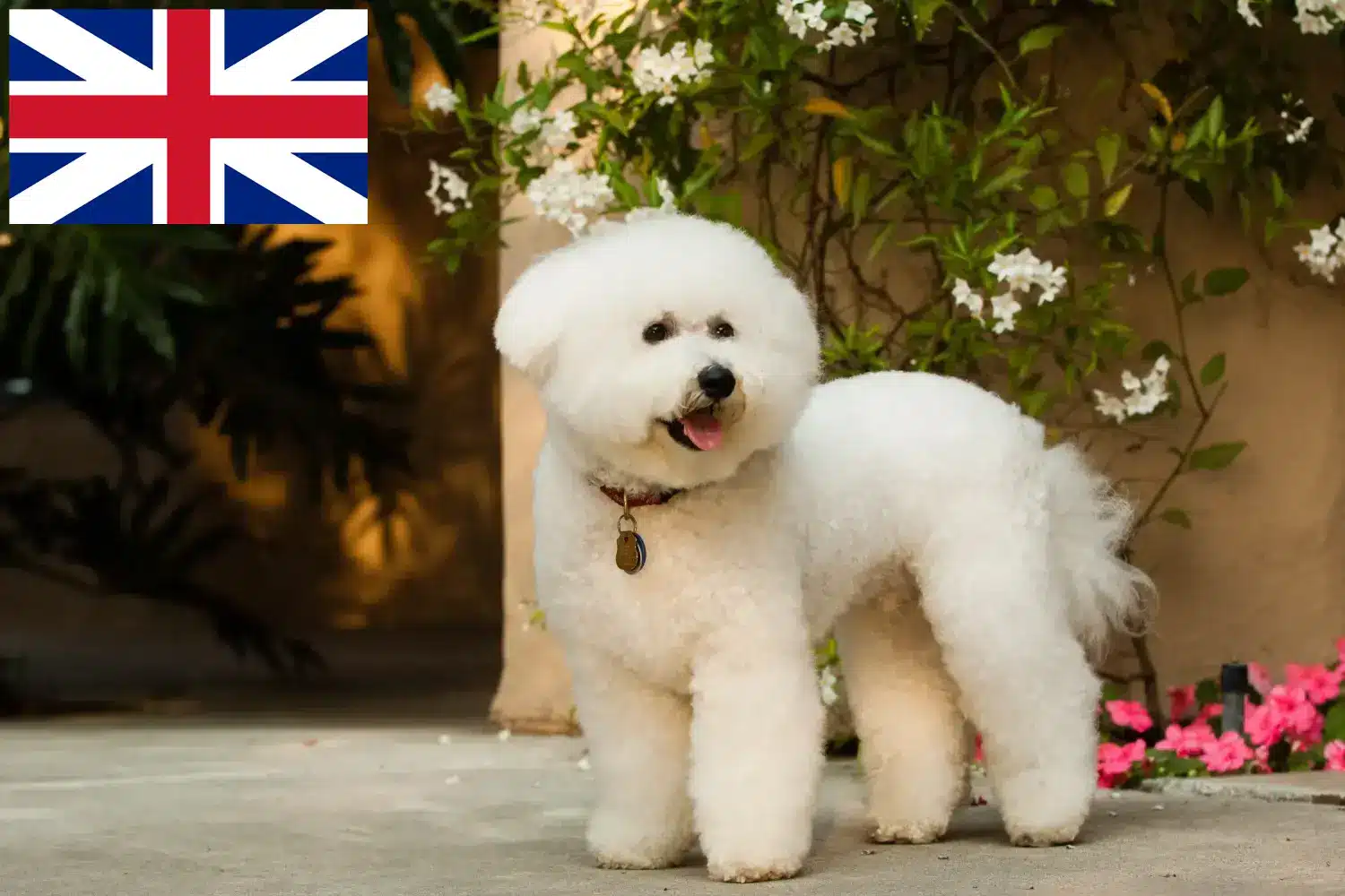 Lee más sobre el artículo Criadores y cachorros de Bichon Frisé en Gran Bretaña