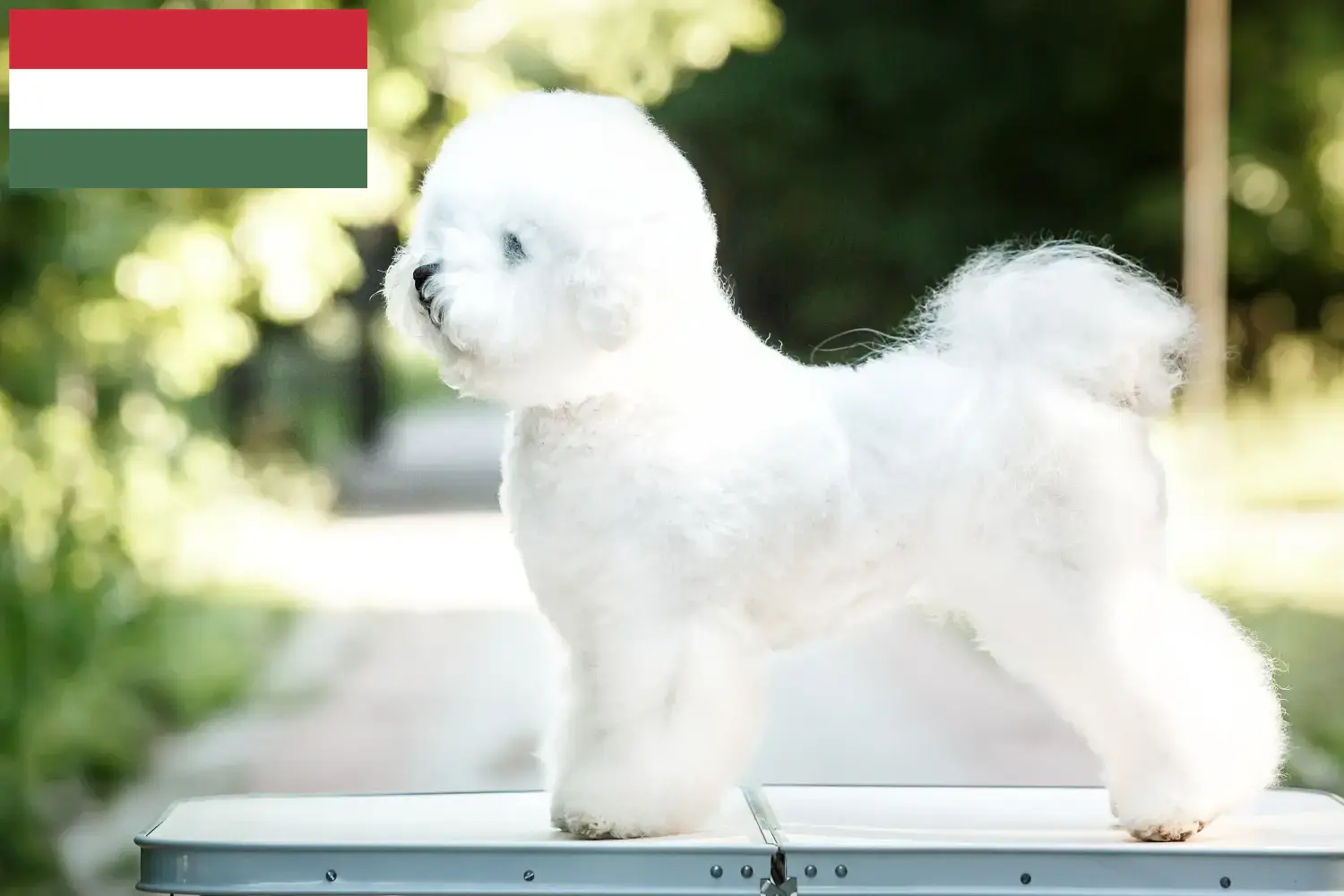 Lee más sobre el artículo Criadores de Bichon Frisé y cachorros en Hungría