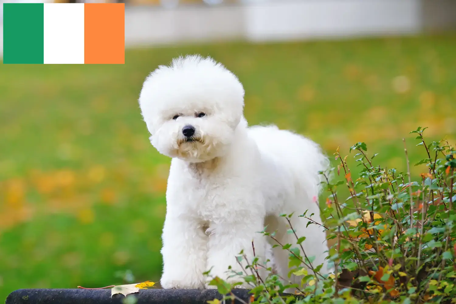 Lee más sobre el artículo Criadores de Bichon Frisé y cachorros en Irlanda