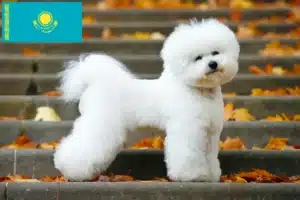 Lee más sobre el artículo Criadores de Bichon Frisé y cachorros en Kazajstán