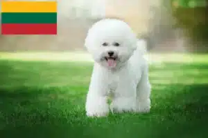 Lee más sobre el artículo Criadores de Bichon Frisé y cachorros en Lituania