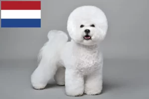 Lee más sobre el artículo Criadores de Bichon Frisé y cachorros en los Países Bajos