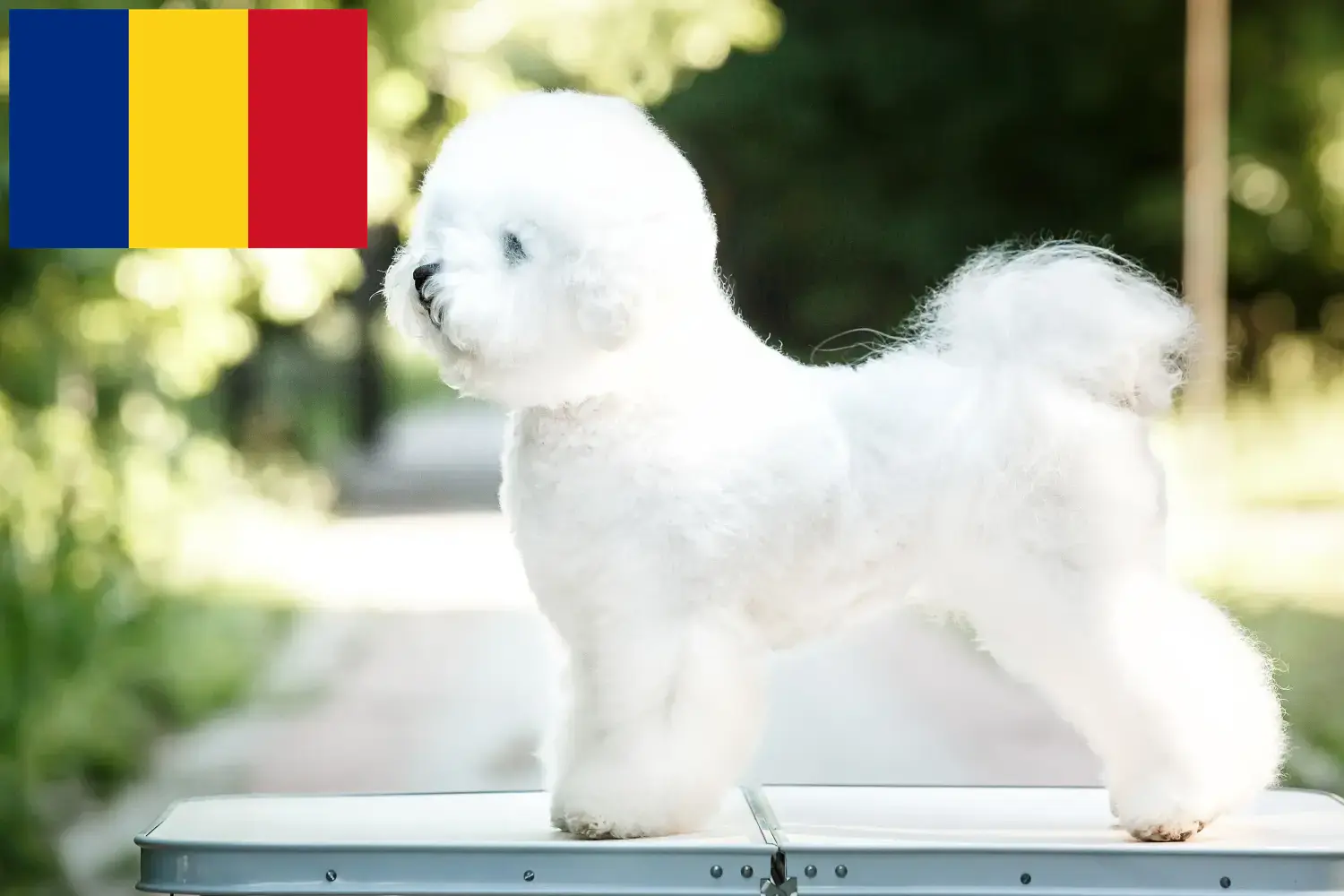 Lee más sobre el artículo Criadores de Bichon Frisé y cachorros en Rumanía