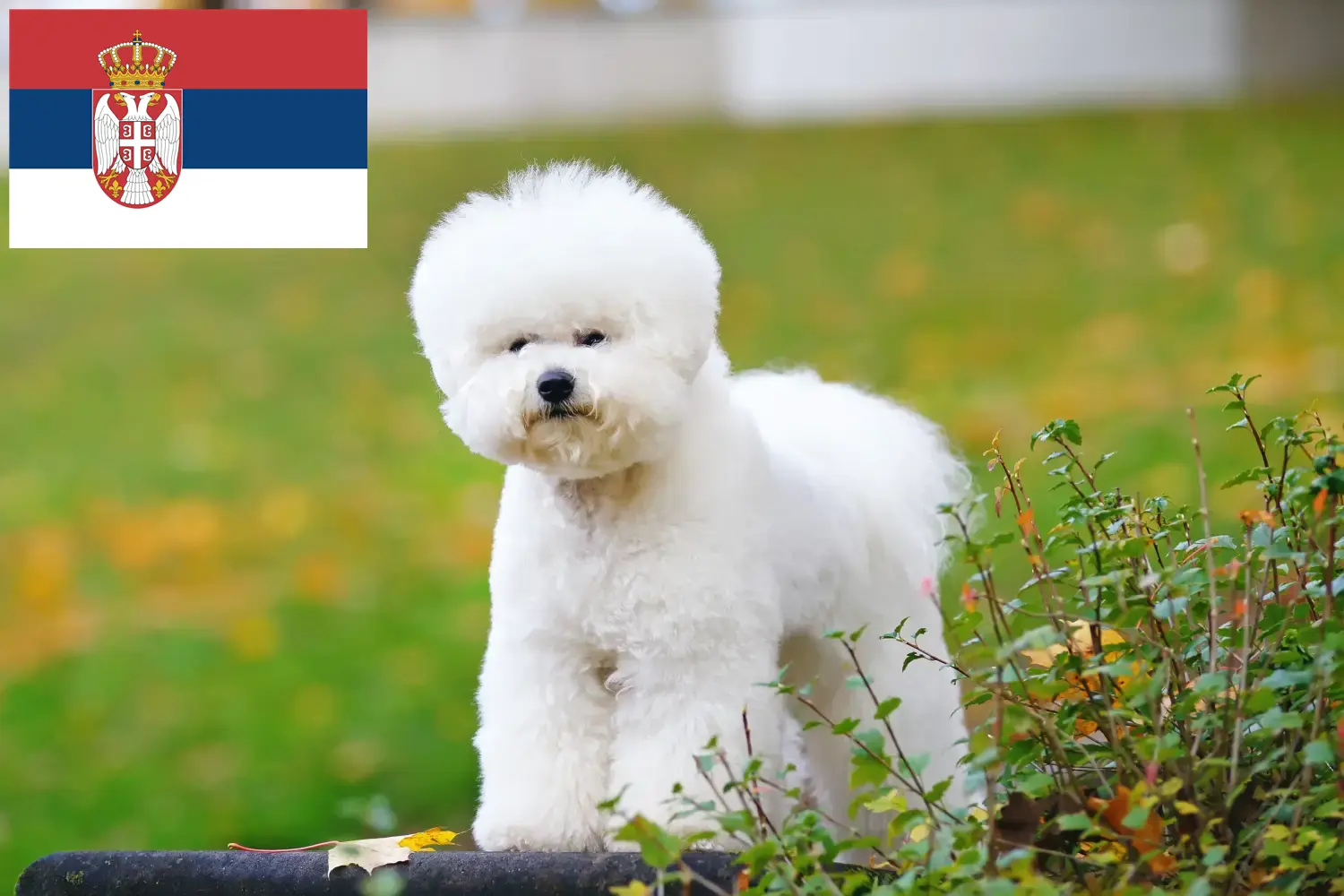 Lee más sobre el artículo Criadores de Bichon Frisé y cachorros en Serbia