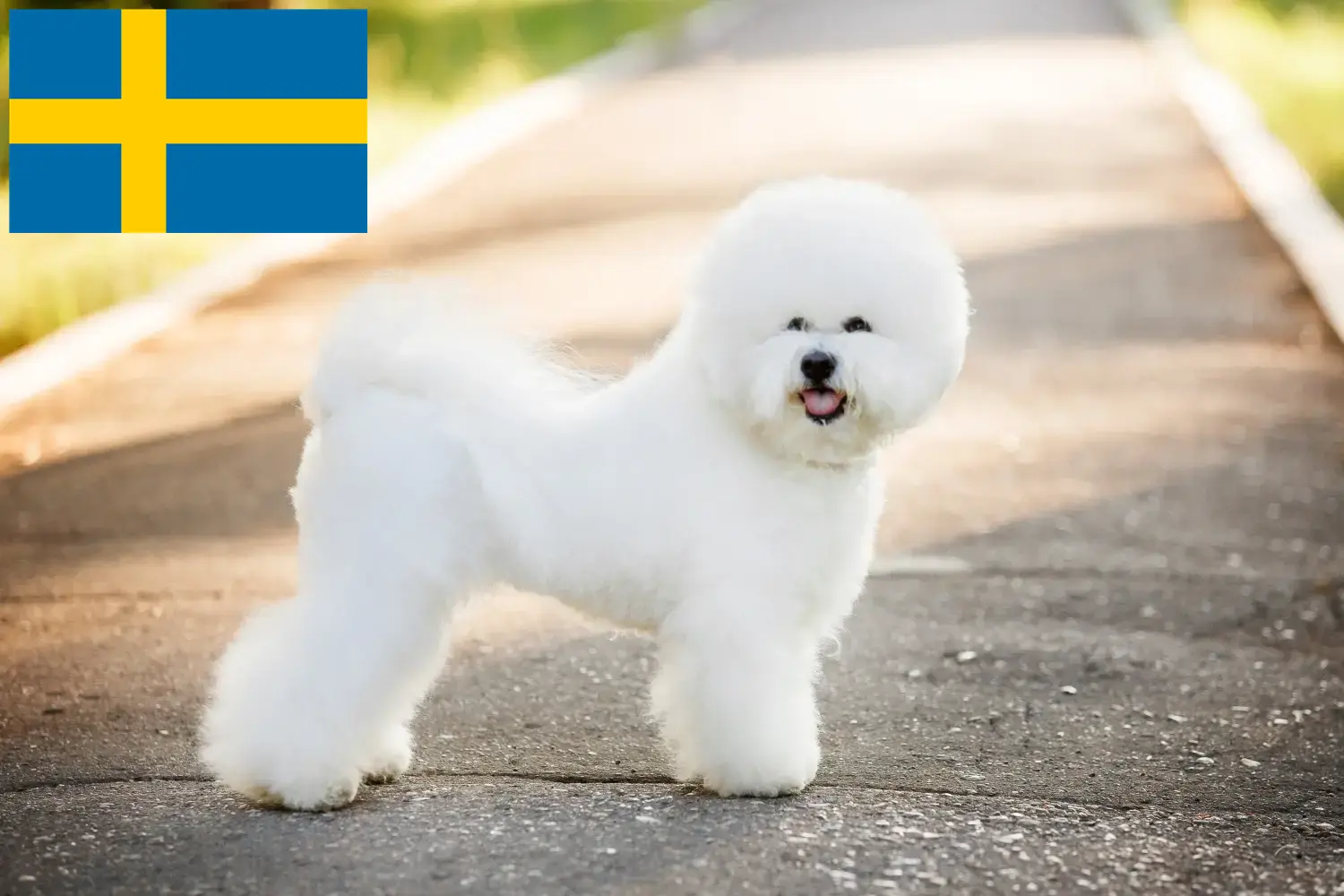 Lee más sobre el artículo Criadores y cachorros de Bichon Frisé en Suecia