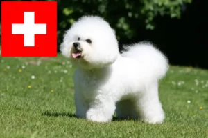 Lee más sobre el artículo Criadores de Bichon Frisé y cachorros en Suiza