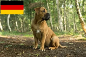 Lee más sobre el artículo Criadores de Boerboel y cachorros en Alemania