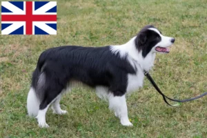 Lee más sobre el artículo Criadores de Border Collie y cachorros en Gran Bretaña