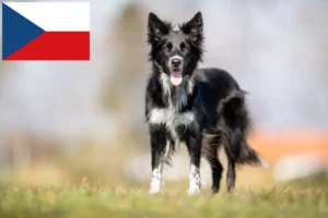 Lee más sobre el artículo Criadores de Border Collie y cachorros en la República Checa