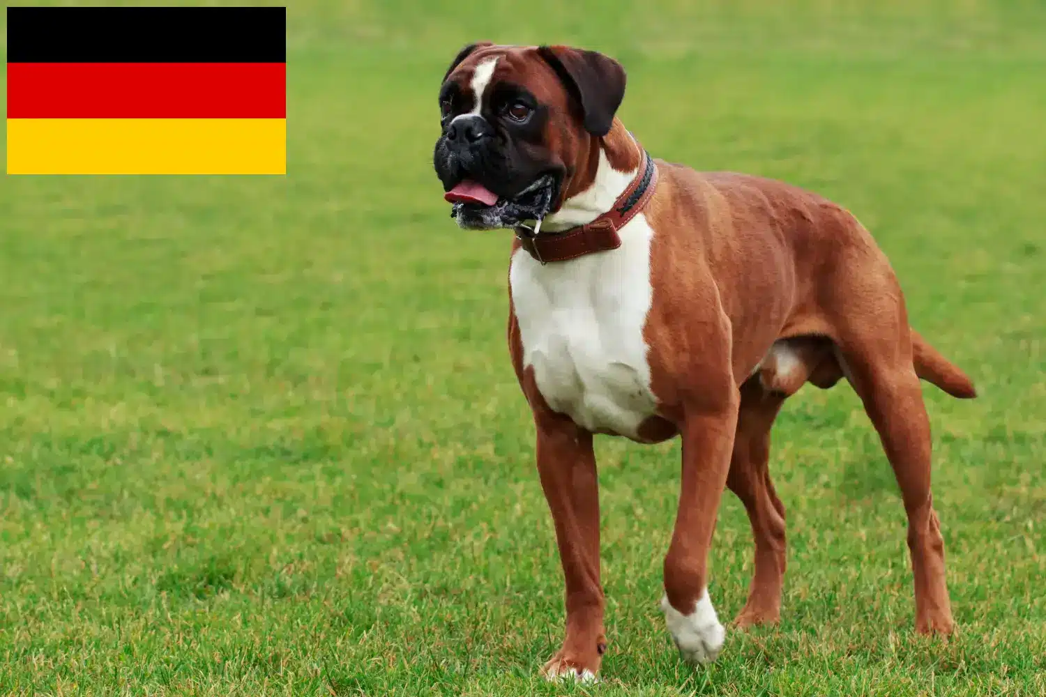 Lee más sobre el artículo Criadores de bóxer y cachorros en Alemania