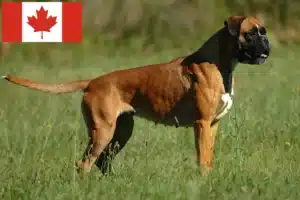 Lee más sobre el artículo Criadores de Boxer y cachorros en Canadá