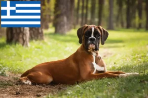 Lee más sobre el artículo Criadores de Boxer y cachorros en Grecia