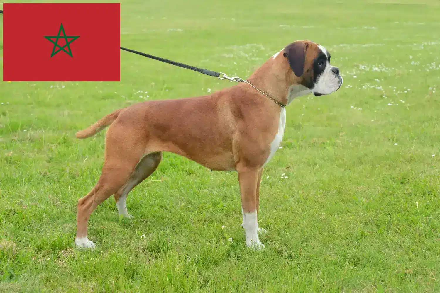 Lee más sobre el artículo Criadores de Boxer y cachorros en Marruecos