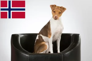 Lee más sobre el artículo Criadores y cachorros de Terrier brasileño en Noruega