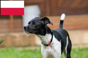 Lee más sobre el artículo Criadores y cachorros de Terrier brasileño en Polonia