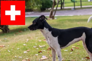 Lee más sobre el artículo Criadores y cachorros de Terrier brasileño en Suiza