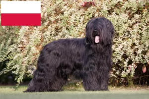 Lee más sobre el artículo Criadores y cachorros de Briard en Polonia