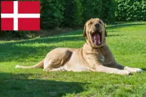 Lee más sobre el artículo Criadores de Broholm y cachorros en Dinamarca