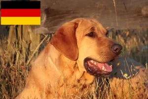 Lee más sobre el artículo Criadores y cachorros de Broholmer en Alemania