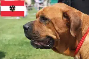 Lee más sobre el artículo Criadores de Broholmer y cachorros en Austria