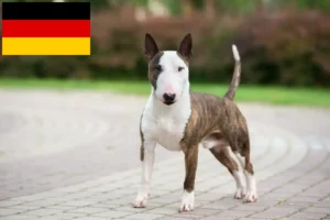 Lee más sobre el artículo Criadores de Bull Terrier miniatura y cachorros en Alemania