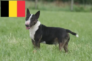 Lee más sobre el artículo Criadores de Bull Terrier miniatura y cachorros en Bélgica