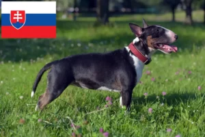 Lee más sobre el artículo Criadores de Bull Terrier miniatura y cachorros en Eslovaquia