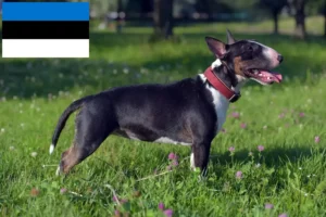 Lee más sobre el artículo Criadores de Bull Terrier miniatura y cachorros en Estonia