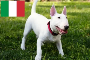 Lee más sobre el artículo Criadores de Bull Terrier miniatura y cachorros en Italia