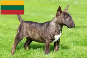 Lee más sobre el artículo Criadores de Bull Terrier miniatura y cachorros en Lituania