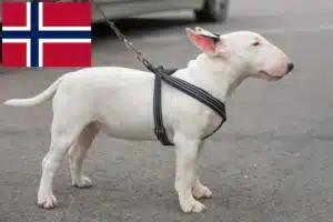 Lee más sobre el artículo Criadores de Bull Terrier miniatura y cachorros en Noruega